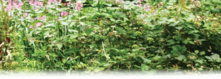 Lush green foliage with pink flowers scattered throughout, creating a wild, natural garden scene. The mood is vibrant and refreshing, evoking tranquility.